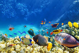 Ikan Tropis Bawah Laut